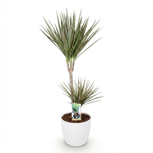 Plantes d'intérieur - Dracaena Marginata Bicolor - Arbre à dragon - Peu d'entretien - Vert - marron - 1 Plante - avec Potter Blanc - Pot 21cm - Hauteur 90-100cm