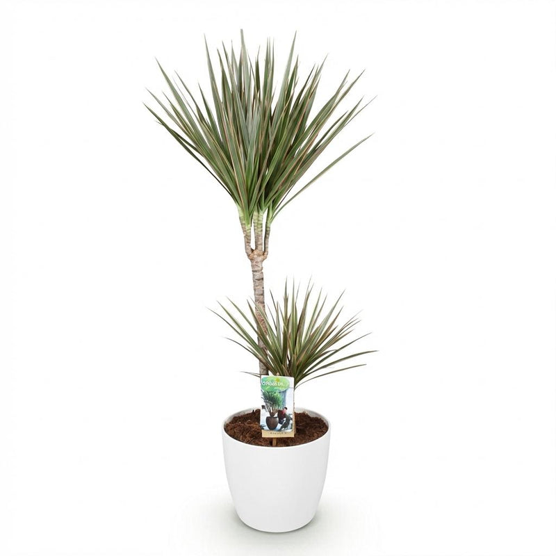 Dracaena Marginata Bicolor