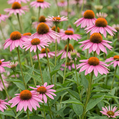 Echinacea purpurea 'Magnus', communément appelé Chapeau de soleil, dans un jardin, avec ses grandes fleurs roses à cœur orange, attirant abe