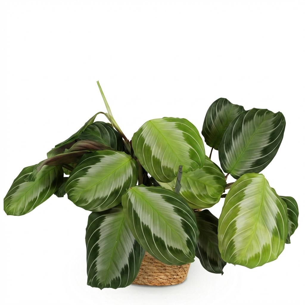 Plante d'intérieur - Maranta Fascinator Silverband - Plante de prière - Plante amie des animaux - Verte - 1 Plante - avec Panier - Pot 12cm - Hauteur 25cm