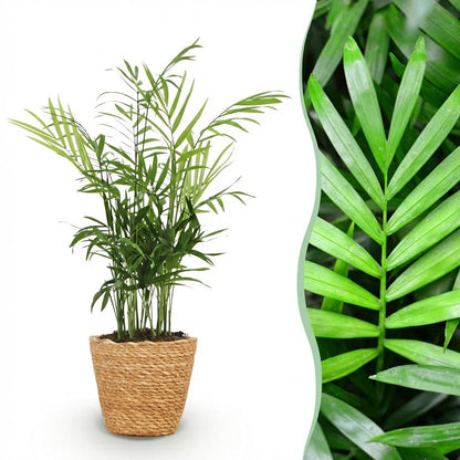 Chamaedorea elegans palmier d'intérieur en pot 12cm avec cache-pot blanc, hauteur 15cm, plante verte pet-friendly