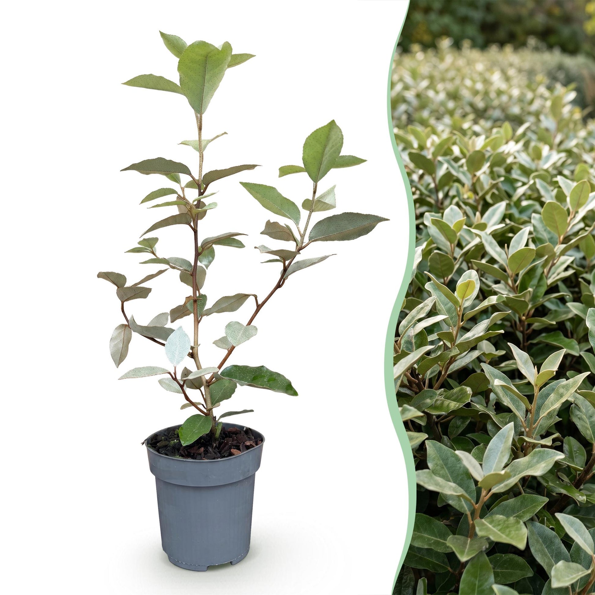 Elaeagnus ebbingei Compacta en pot de 9cm sur fond blanc, juxtaposé à un aperçu d'une haie mature de cette même plante.