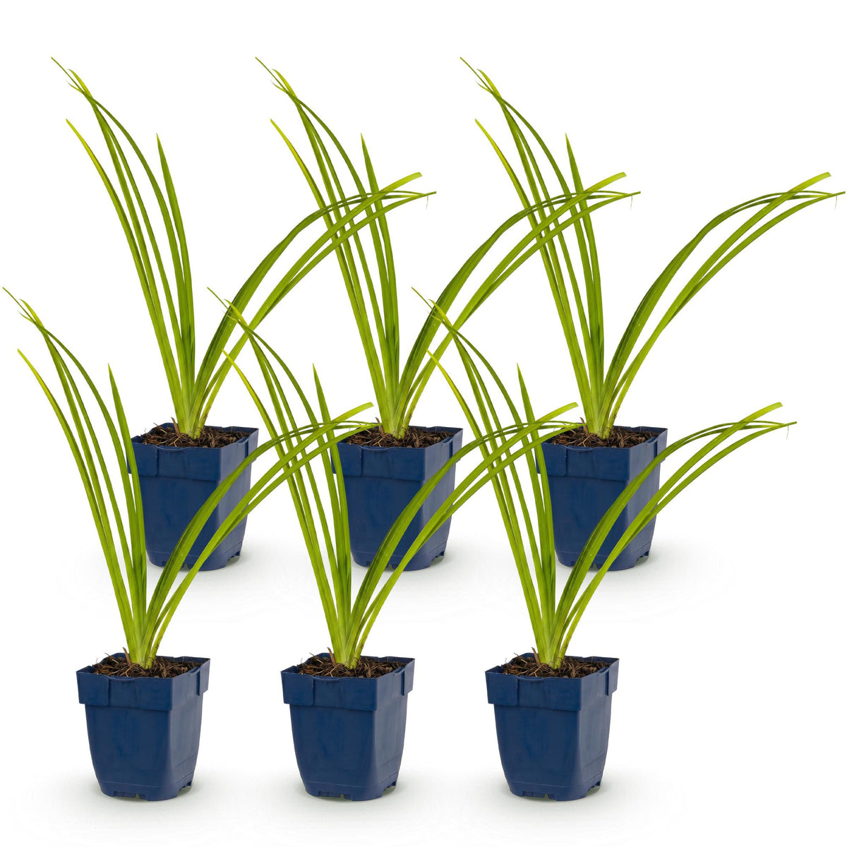 Hémérocalle 'Pink Damask' - lot de 6 plants en pot de 11 cm