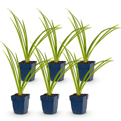 Hémérocalle 'Pink Damask' - lot de 6 plants en pot de 11 cm
