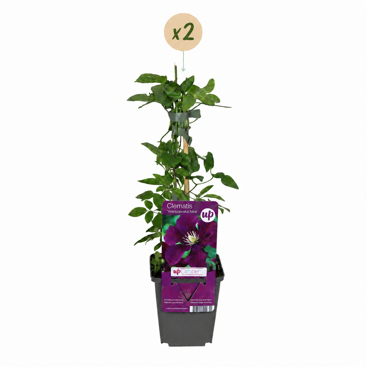 Clématite 'Warszawska Nike' - lot de 2 plants, pot Ø9 cm