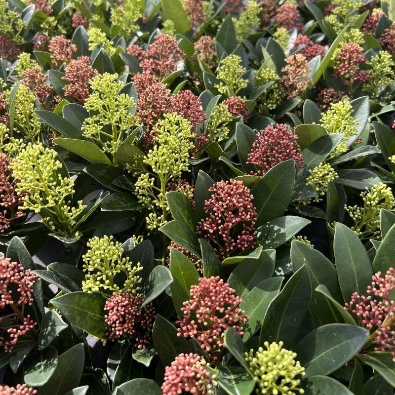 Duo de Skimmia japonica 'Rubella' à boutons rouges et 'Finchy' à boutons blancs en pots séparés