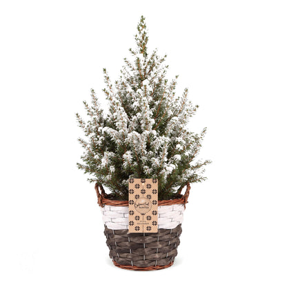 Épicéa 'Conica' enneigé 1 sapin en pot de 17 cm, panier