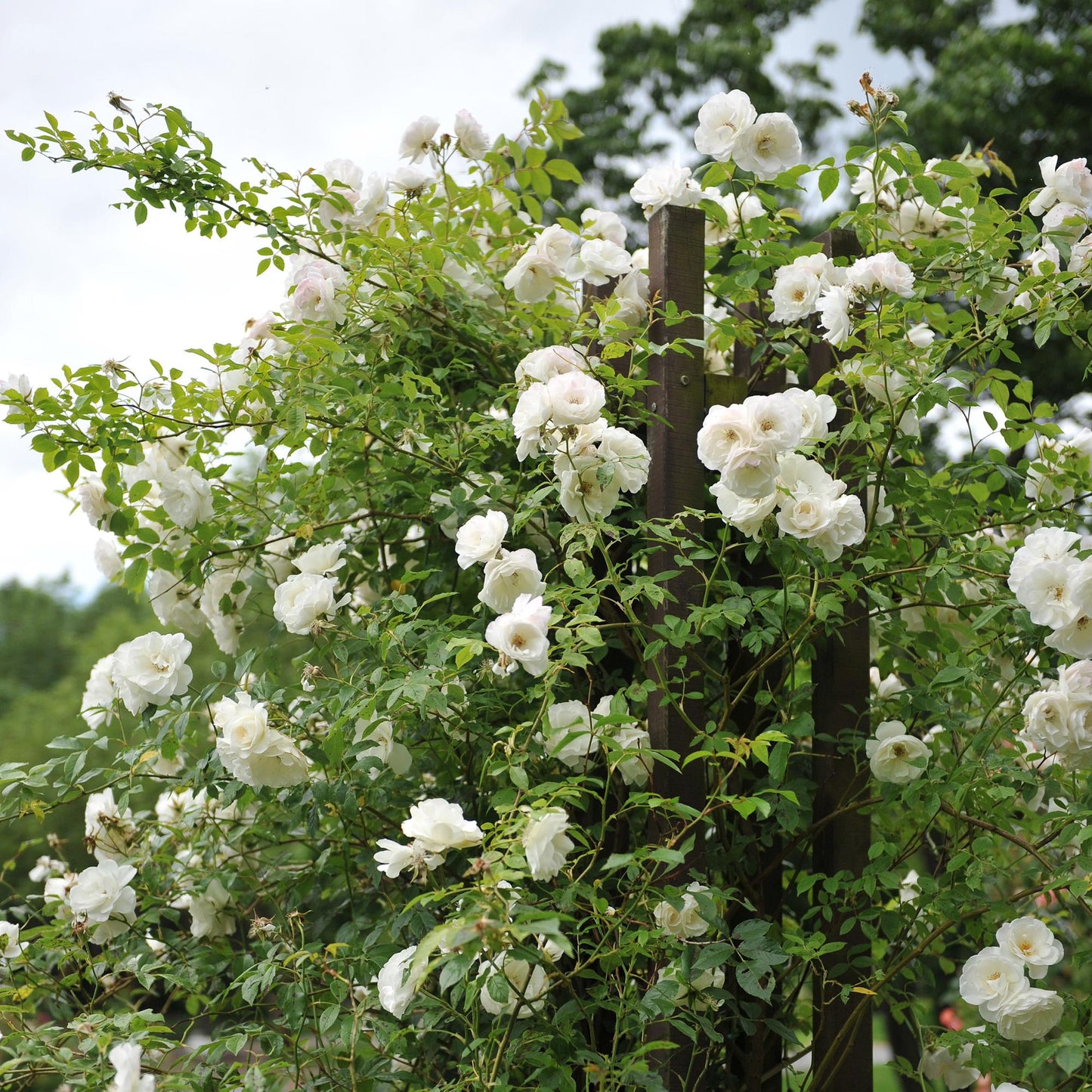 Rosa grimpante Red Climber aux fleurs blanches s'épanouissant sur un treillis de bois dans un jardin luxuriant.