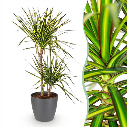 Dracaena Sunray plante d'intérieur en pot de 17 cm, hauteur 70-75 cm, feuilles vertes liserées jaune