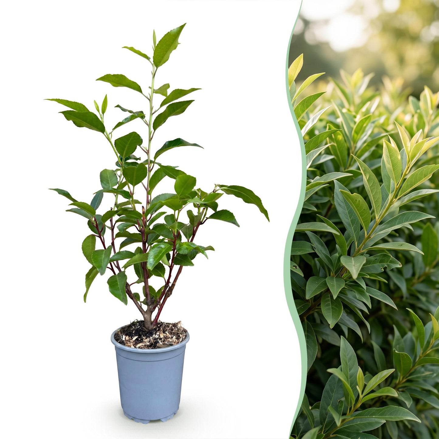 Prunus lusitanica Angustifolia, un jeune plant en pot et un aperçu d'une haie dense et feuillue de Laurier portugais.