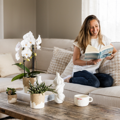 Orchidée Phalaenopsis blanche en pot