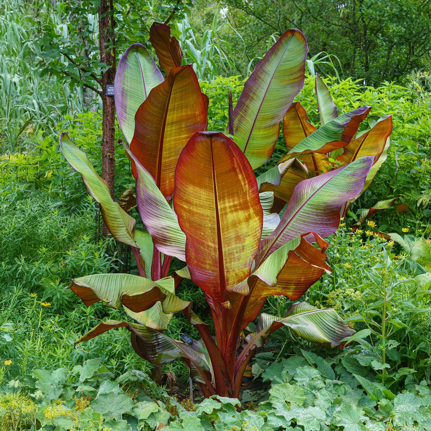 Musa ensete Maurelli dans un jardin, avec ses grandes feuilles rouge-vert éclatantes, apportant une touche tropicale.