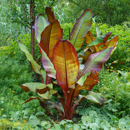 Musa ensete Maurelli dans un jardin, avec ses grandes feuilles rouge-vert éclatantes, apportant une touche tropicale.