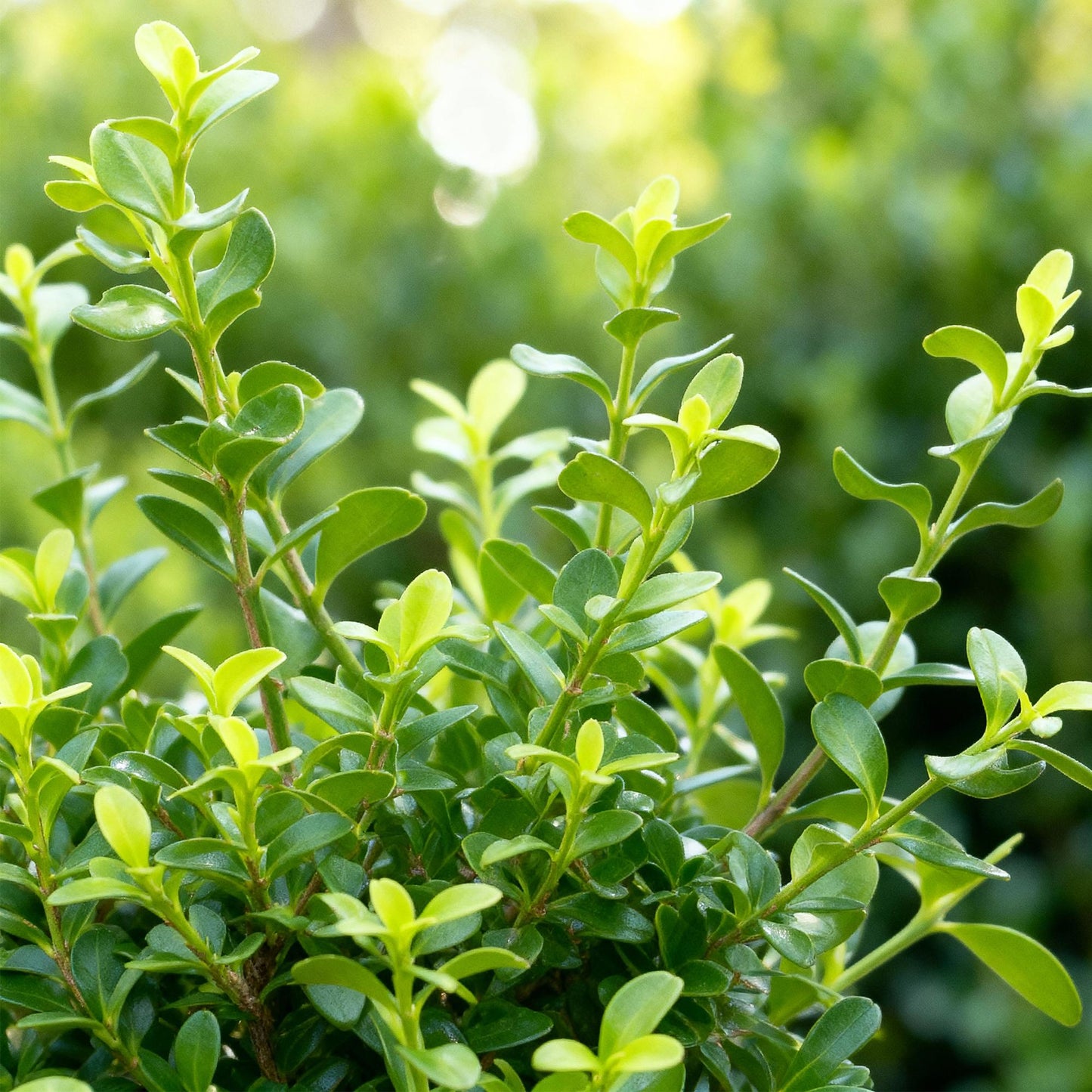 BetterBuxus Babylon Beauty : Gros plan sur les jeunes feuilles vert clair du buis résistant au mildiou, poussant en plein soleil.
