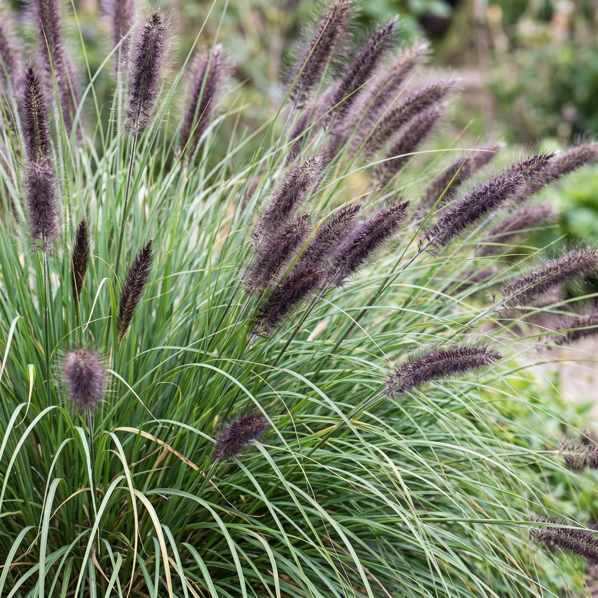 Pennisetum alop. Black Beauty (Herbe à lampes) avec son feuillage vert et ses magnifiques inflorescences en épis duveteux.