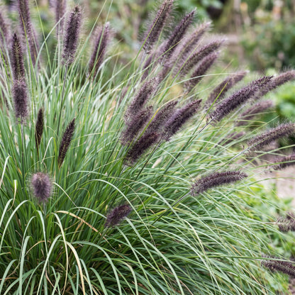 Pennisetum alop. Black Beauty (Herbe à lampes) avec son feuillage vert et ses magnifiques inflorescences en épis duveteux.
