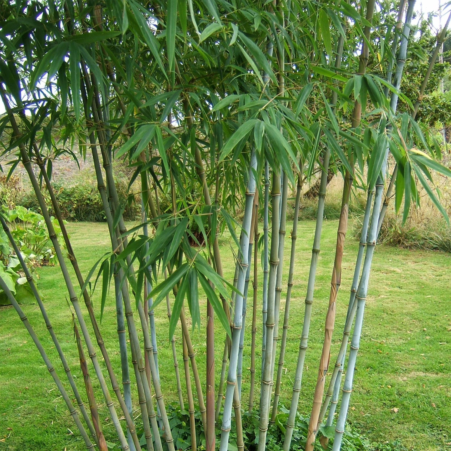 Bambou Fargesia Blue Dragon, spécimen adulte avec ses cannes bleutées et son feuillage dense, pousse au milieu d'un jardin verdoyant.