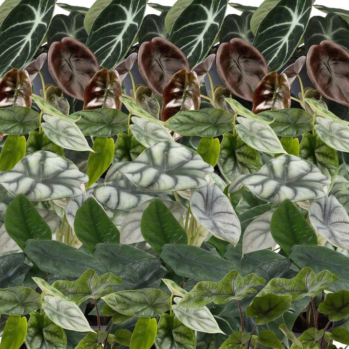 Détail du feuillage de Bébés Alocasia de collection