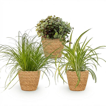 Plante d'intérieur - Cyperus - Calissia - Chlorophytum - Mix de 3 - Plantes Amies des Animaux - Vert - 3 Plantes - avec Panier - Pot 12cm - Hauteur 20cm