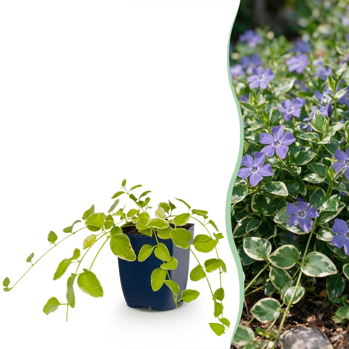 Grande pervenche 'Variegata' en pot de 11 cm et détail du feuillage et des fleurs
