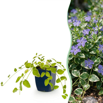 Grande pervenche 'Variegata' en pot de 11 cm et détail du feuillage et des fleurs