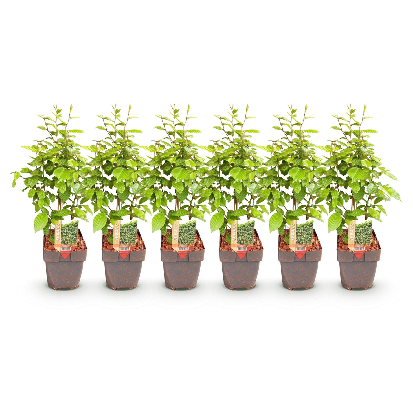 Carpinus betulus : 6 plants en pot, feuillage vert, alignés sur fond blanc uni.