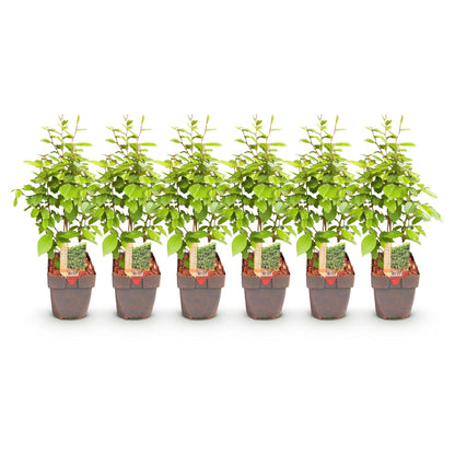 Carpinus betulus : 6 plants en pot, feuillage vert, alignés sur fond blanc uni.