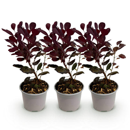 Cotinus coggyria Lilla : trois jeunes plants en pot avec de grandes feuilles violet foncé, alignés sur un fond blanc uni, prêts à être plant
