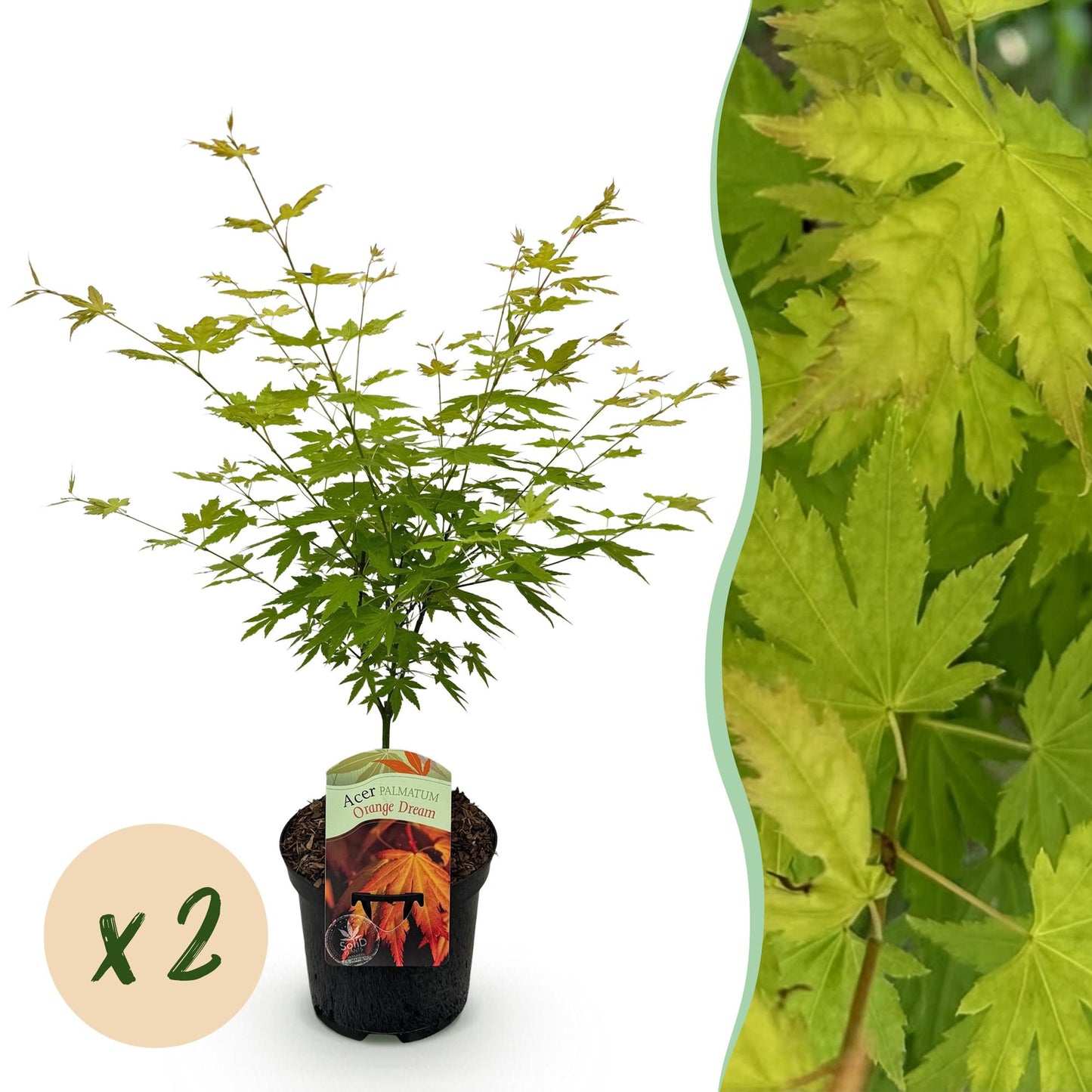 Acer palmatum Orange Dream : jeune érable du Japon en pot avec son étiquette, accompagné d'une pastille indiquant la quantité x2.