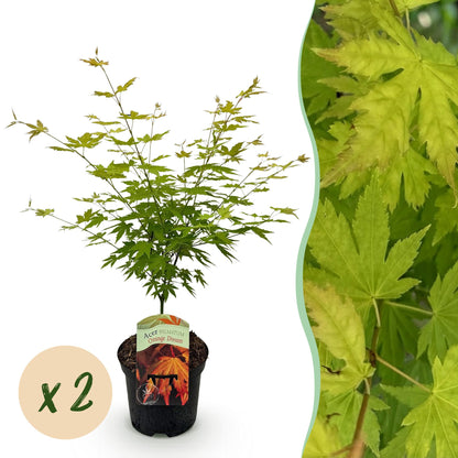 Acer palmatum Orange Dream : jeune érable du Japon en pot avec son étiquette, accompagné d'une pastille indiquant la quantité x2.