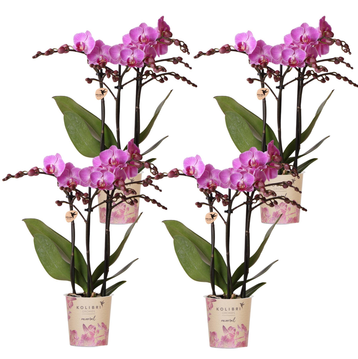 Lot de 4 orchidées Phalaenopsis 'Vienne' violet - Pot 9 cm