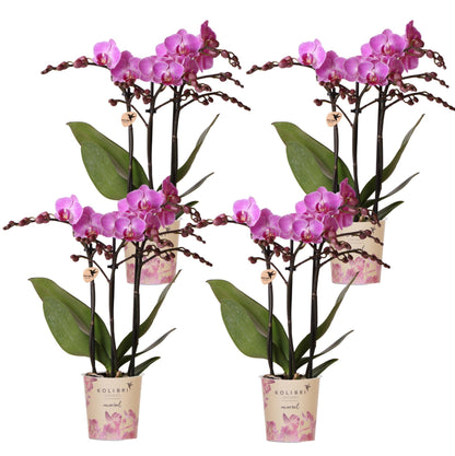 Lot de 4 orchidées Phalaenopsis 'Vienne' violet - Pot 9 cm
