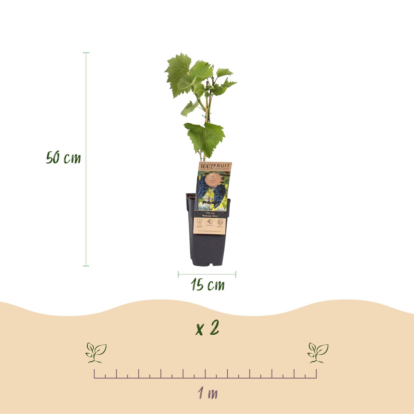 Vitis vinifera Boskoop Glory, plant de raisin bleu de 50 cm de haut en pot de 15 cm, lot de 2, avec un espacement de plantation de 1 mètre.
