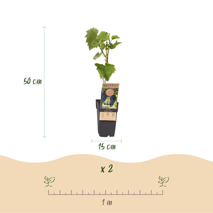 Vitis vinifera Boskoop Glory, plant de raisin bleu de 50 cm de haut en pot de 15 cm, lot de 2, avec un espacement de plantation de 1 mètre.