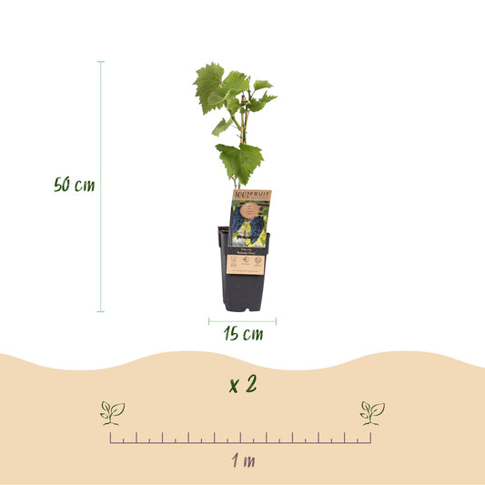 Vitis vinifera Boskoop Glory, plant de raisin bleu de 50 cm de haut en pot de 15 cm, lot de 2, avec un espacement de plantation de 1 mètre.