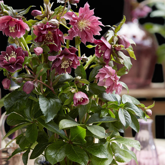 Rose de Carême 'Double Ellen Red' au jardin, Helleborus orientalis