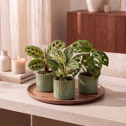 Box surprise plantes en situation dans un intérieur
