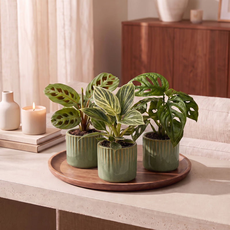 Box surprise de bébés plantes tropicales - Lot de 3 à 12 plantes d'intérieur - Pot de 6cm