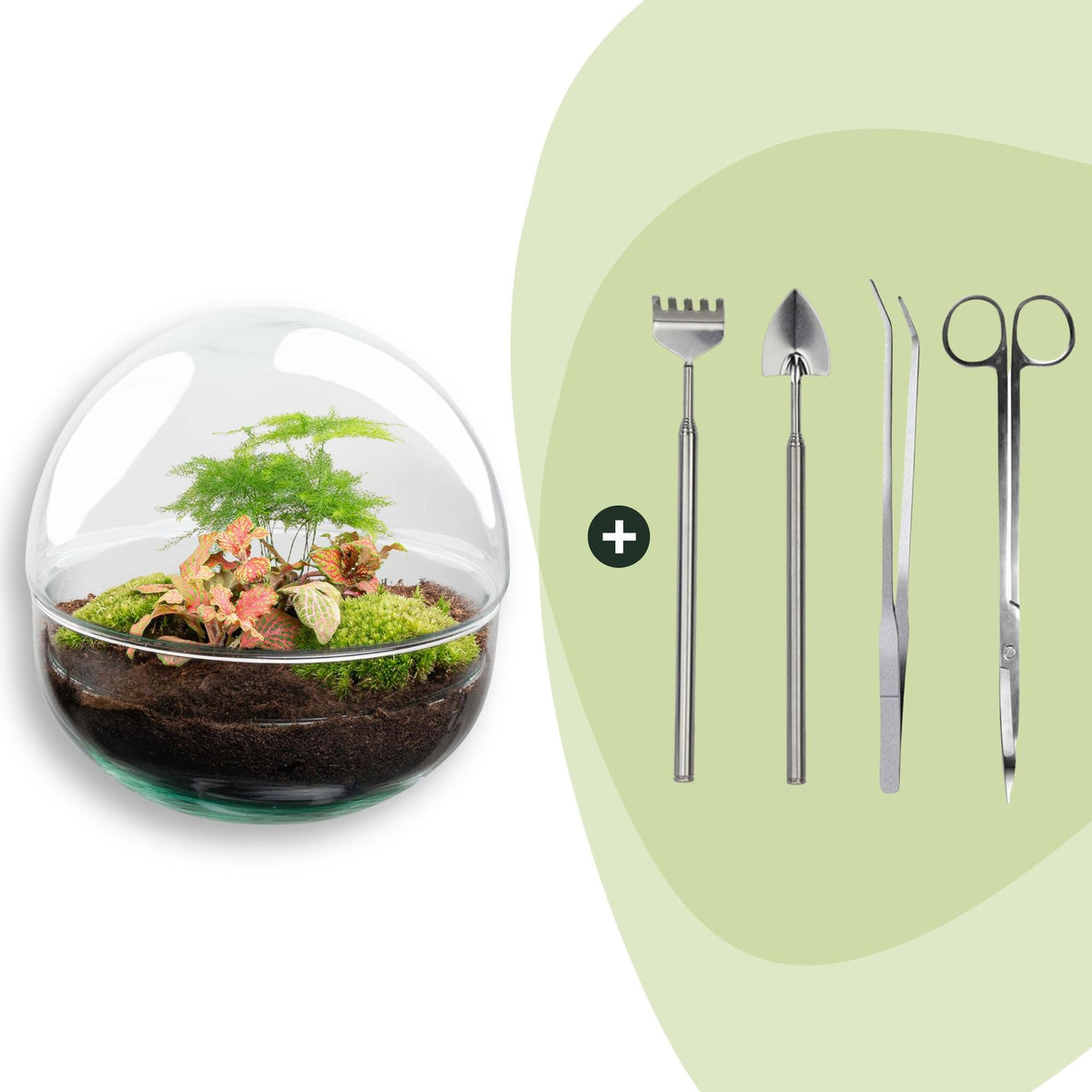 Kit terrarium sphère Fittonia : Avec râteau, pelle, pince et ciseaux
