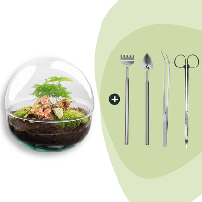 Kit terrarium sphère Fittonia : Avec râteau, pelle, pince et ciseaux