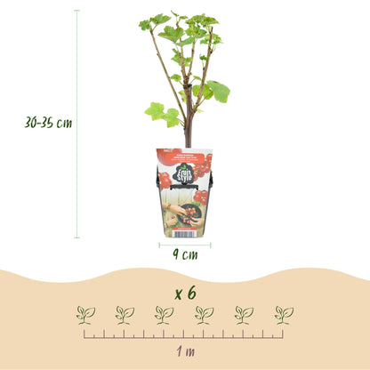 Groseille Arc-en-ciel, Framboise Jaune, Mûre, Myrtille. Dimensions d'un plant de 30-35 cm en pot de 9 cm et espacement de 1 m entre chaque p