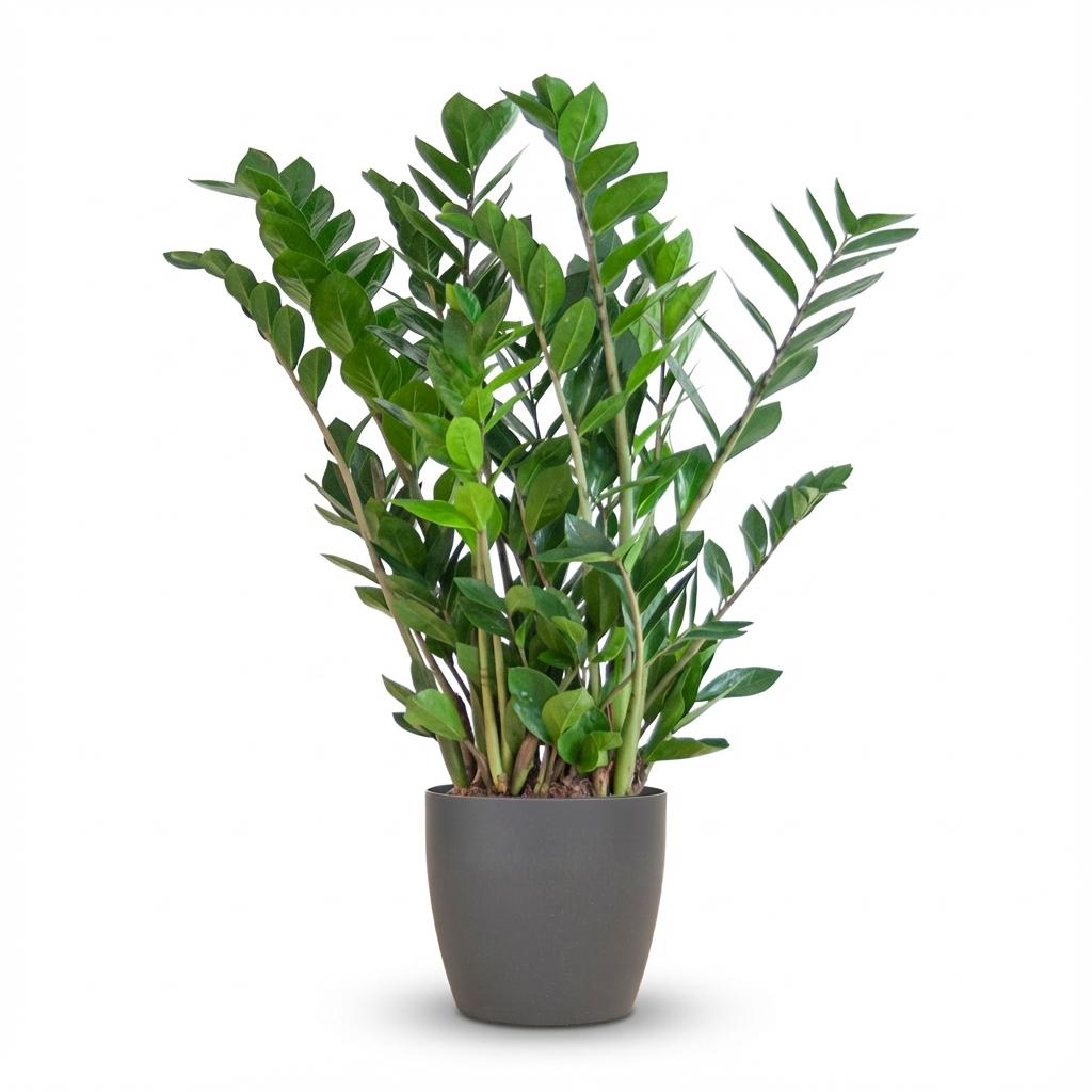 Un Zamioculcas zamiifolia luxuriant avec un feuillage vert brillant et des tiges dressées dans un pot gris foncé