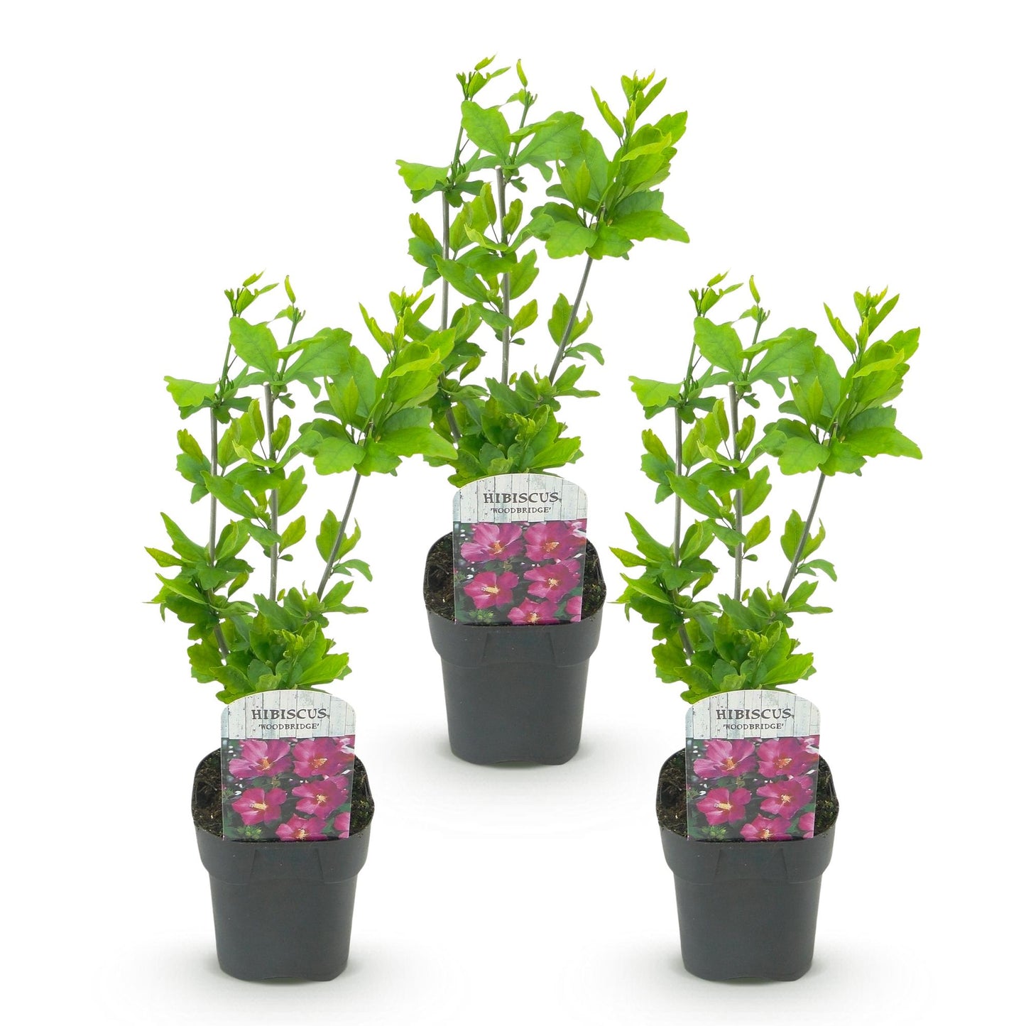 Hibiscus syriacus Woodbridge. Trois jeunes plants d'hibiscus en pot alignés, sur fond blanc. Leurs feuilles sont vertes et saines.