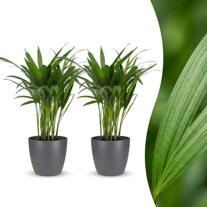 Areca Lutescens - Palmier Areca - Pot de 12cm - 2 plantes - Gris