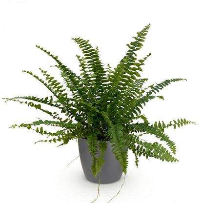 Plante d'intérieur - Nephrolepsis exaltata Green Lady - Fougère - Plante amicale pour les animaux - Verte - 1 Plante - avec Pot Gris - Pot 12cm - Hauteur 25cm