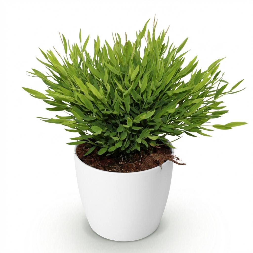 Plante d'intérieur - Bamusa Pogonatherum Monica - Herbe de bambou - Plante adaptée aux animaux - Vert - 1 Plante - avec Potter Blanc - Pot 12cm - Hauteur 20cm