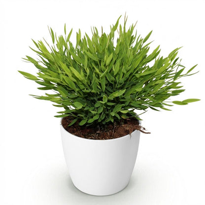 Plante d'intérieur - Bamusa Pogonatherum Monica - Herbe de bambou - Plante adaptée aux animaux - Vert - 1 Plante - avec Potter Blanc - Pot 12cm - Hauteur 20cm