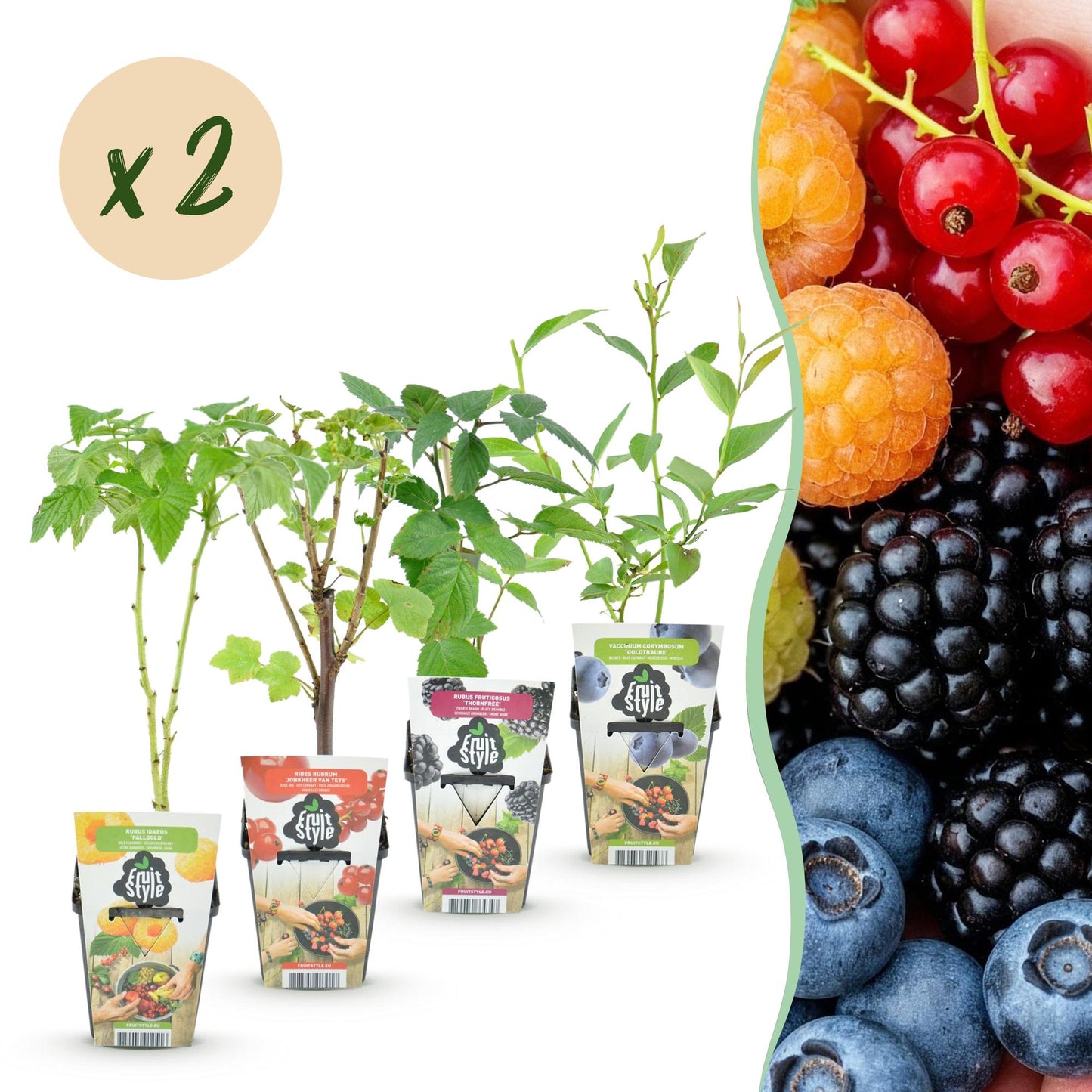 Lot de 4 plantes de baies (framboise jaune, groseille, mûre, myrtille) en pots, avec une pastille indiquant « x2 », sur fond blanc et fruits