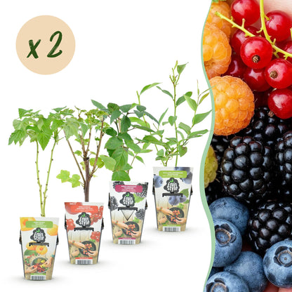 Lot de 4 plantes de baies (framboise jaune, groseille, mûre, myrtille) en pots, avec une pastille indiquant « x2 », sur fond blanc et fruits