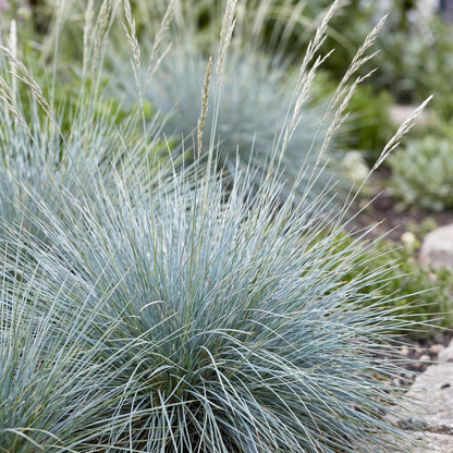 Festuca glauca, ou herbe bleue, pousse en touffes avec des épis de fleurs délicats dans un jardin aménagé.